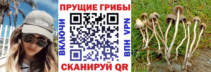 Псилоцибиновые грибы MAGIC MUSHROOMS Черемхово